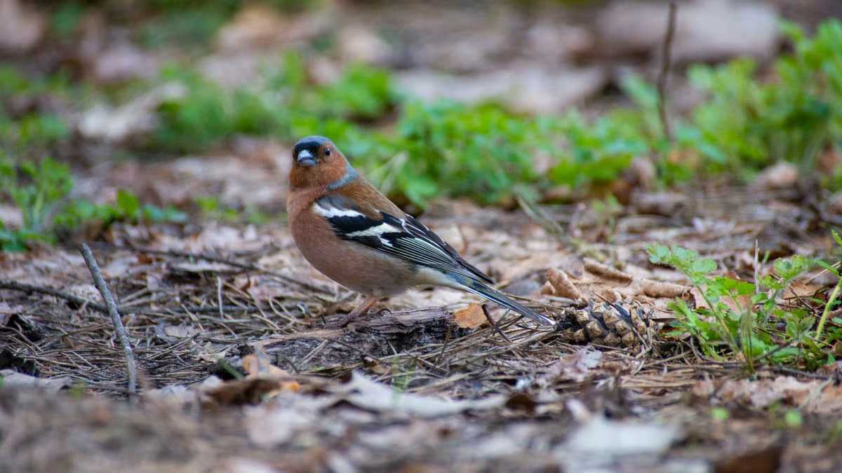 Close-up of a Common Chaffinch (Fringilla coelebs) perched on the forest floor amid foliage.
